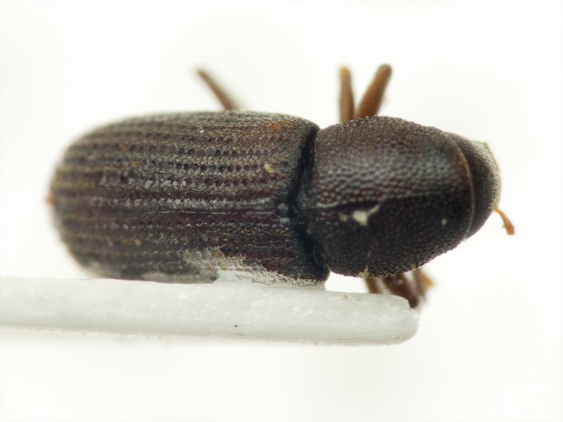 Hylastes opacus Erichson, 1836